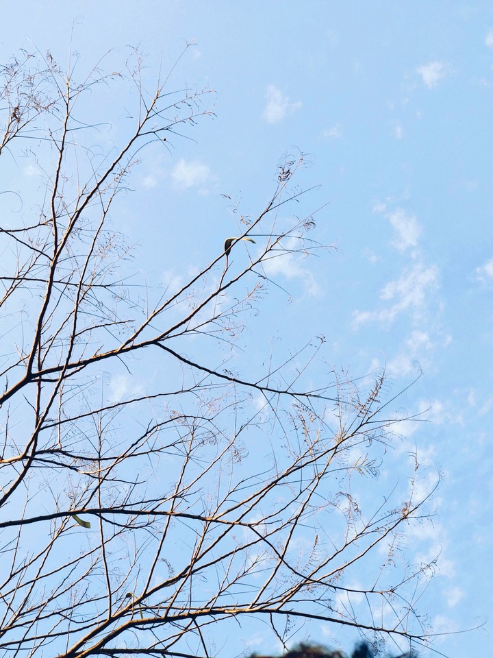 sky and trees