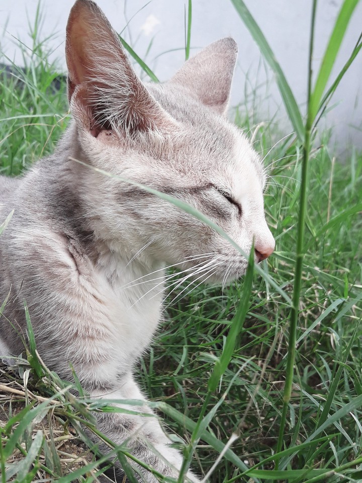 pussycat