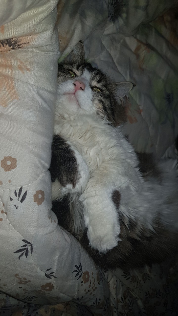 sweet dreams