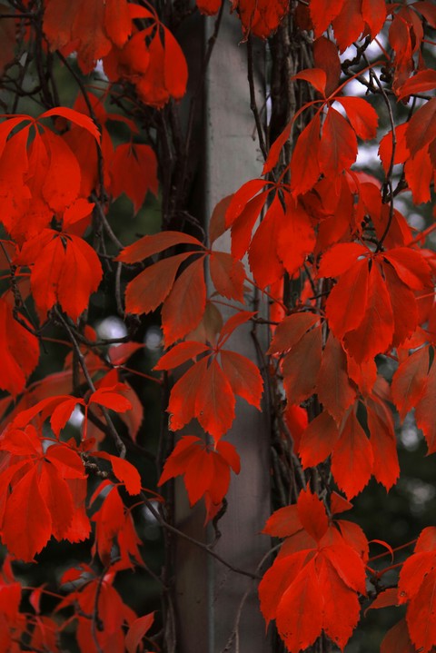 Redleaves