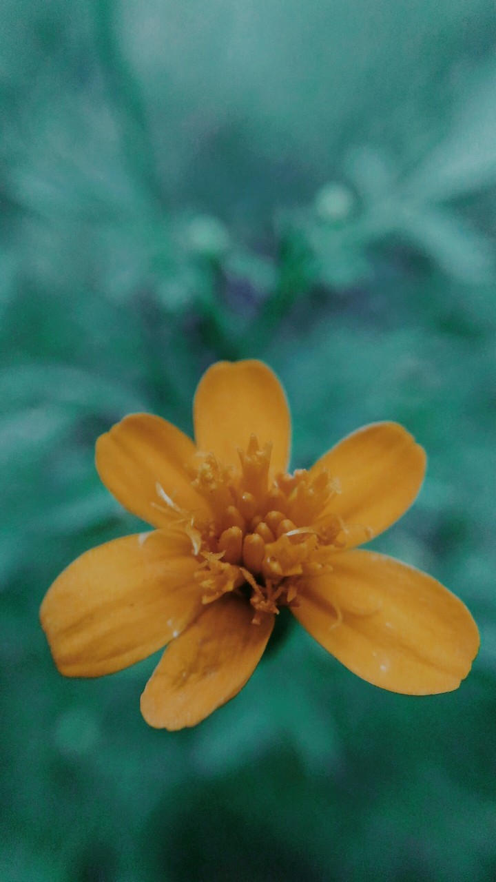 flleur jaune