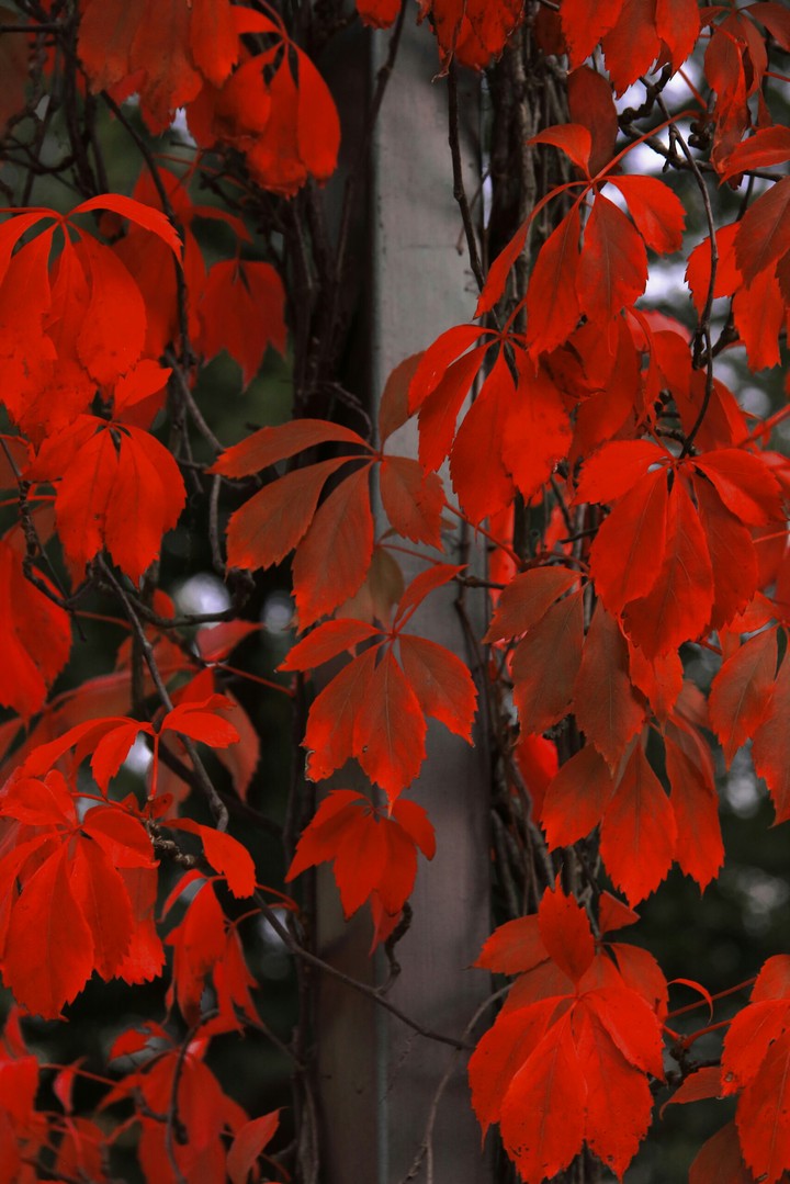 Redleaves