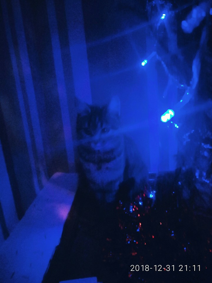 cat and Christmas tree 