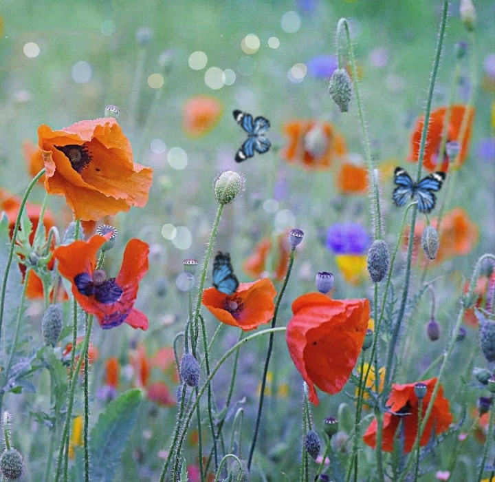 in the meadow...