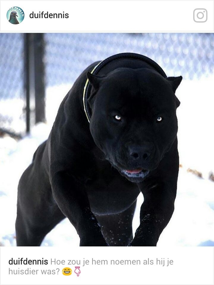 black beauty