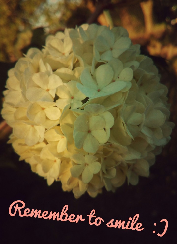A flower