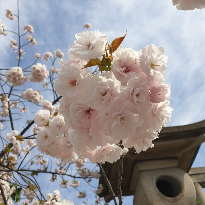 cherry blossoms