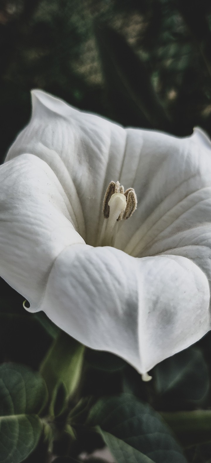Datura