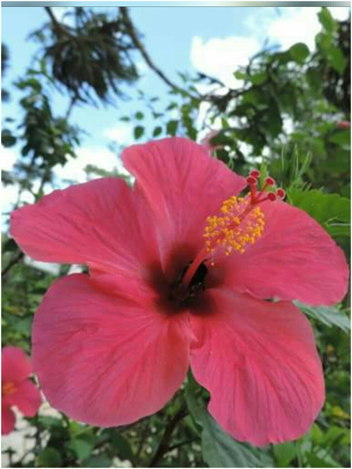 Hibisco