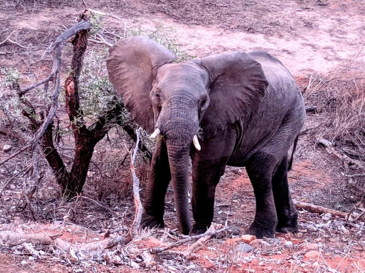 Elephant