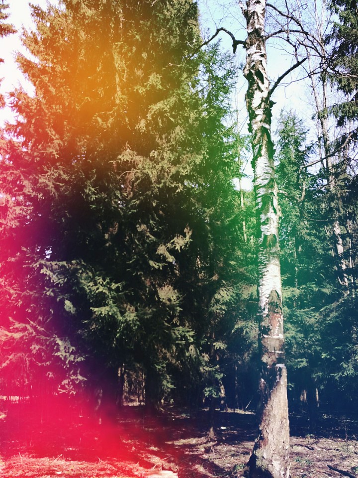forest