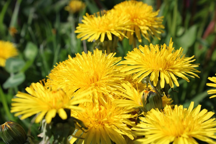 Flowers