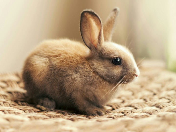 ♥Rabbit