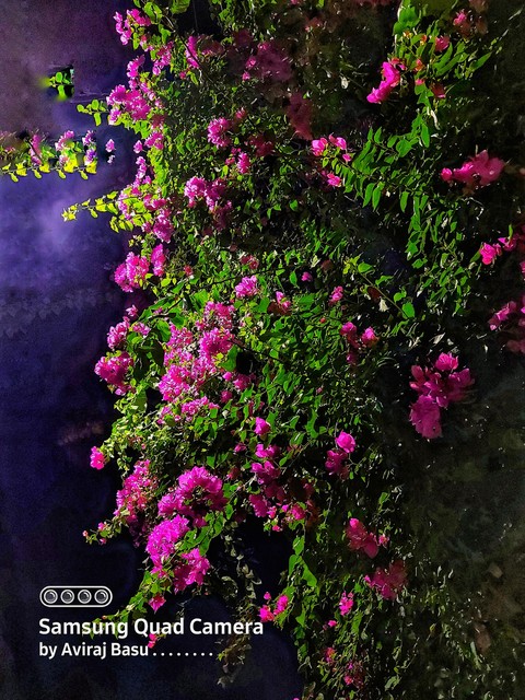 vibrant Bougainvillea ???