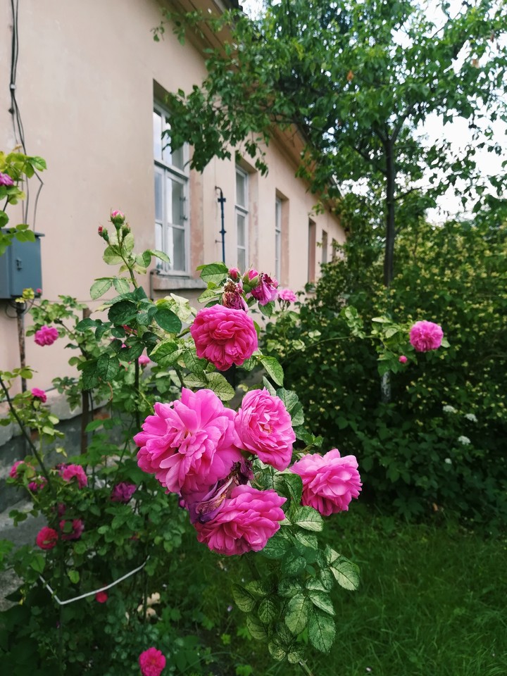 roses
