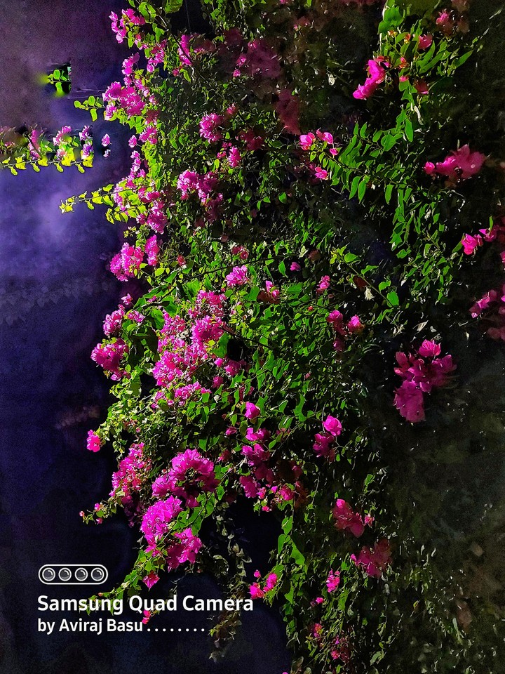 vibrant Bougainvillea ???