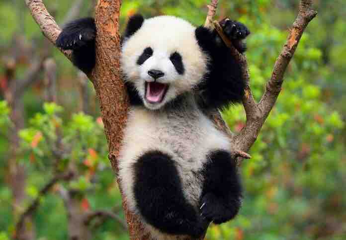 smiling Panda