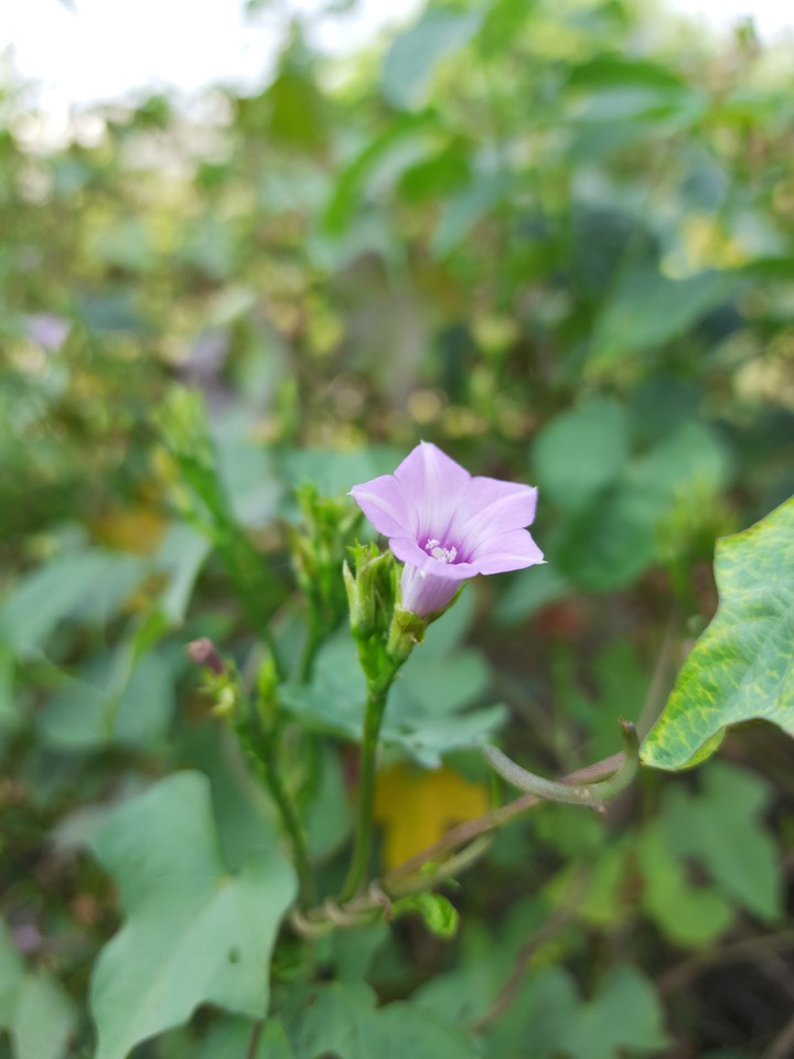 my home garden