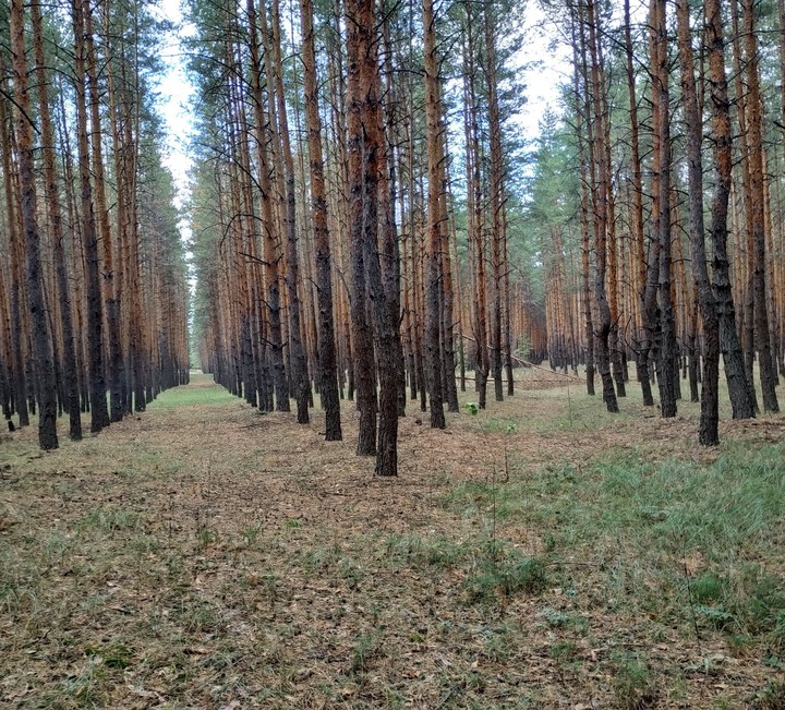 pine