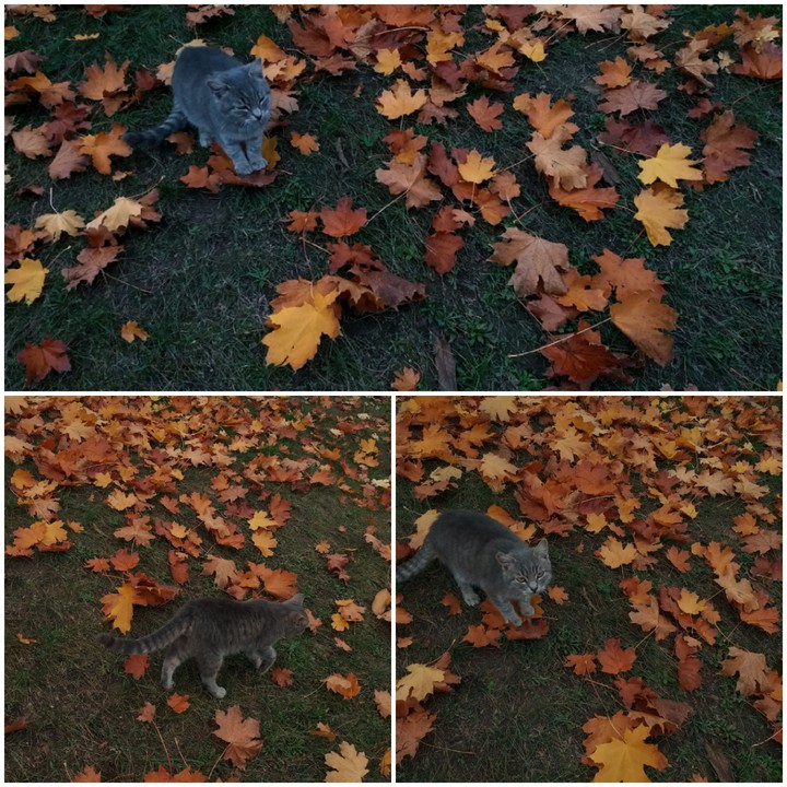 котик