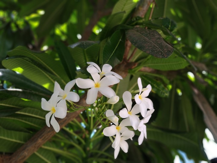 #flowerslove