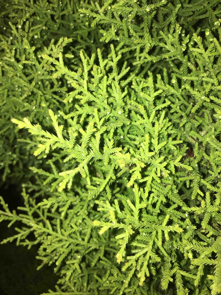 rain drops