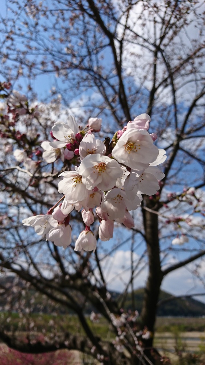 桜