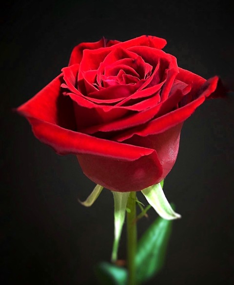 Roses