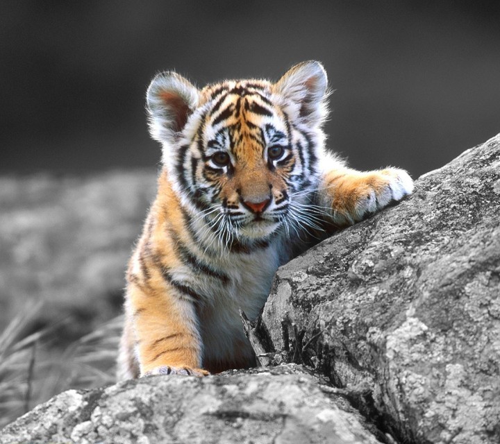 a cute baby tiger