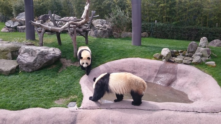 双子パンダ