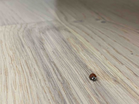 Beetle Sun