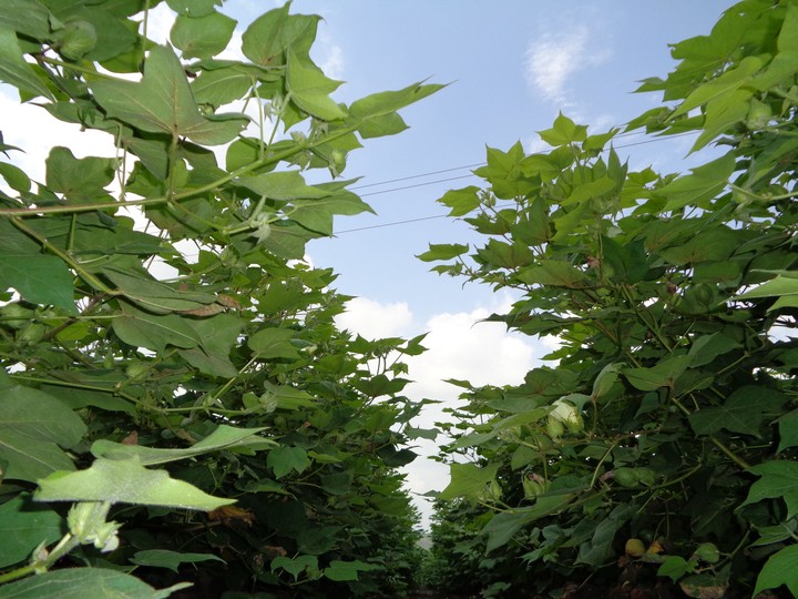 cotton farm