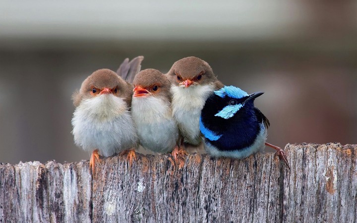 birds