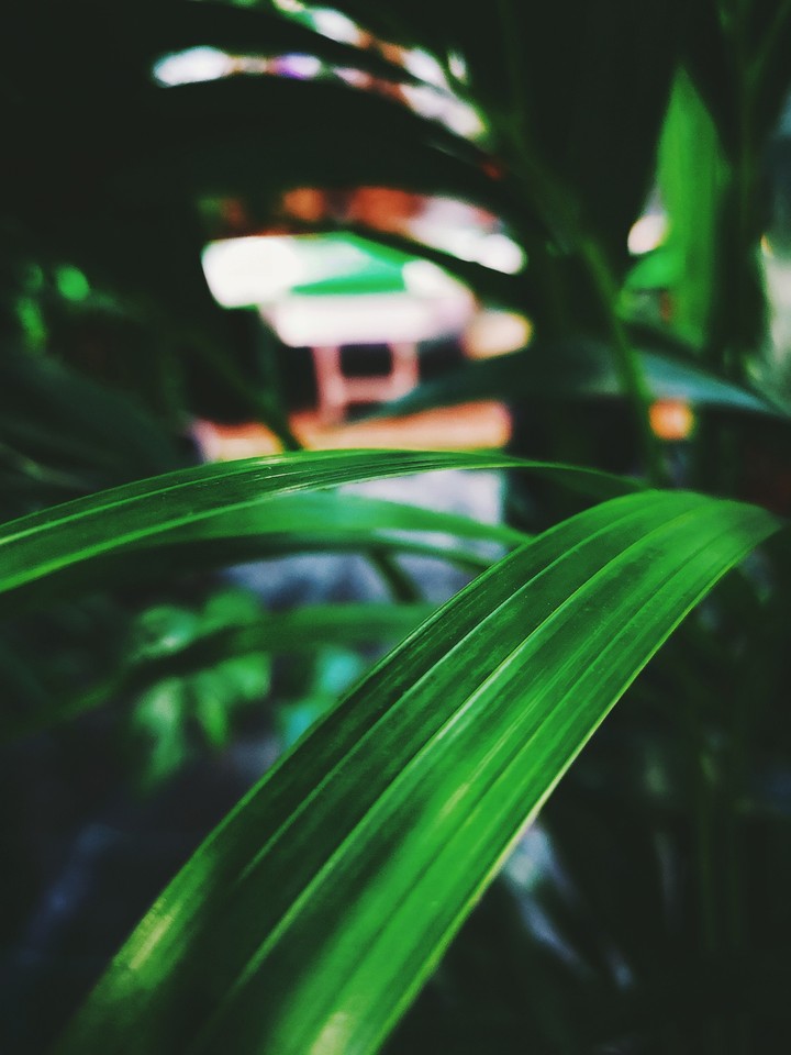 Leaf
