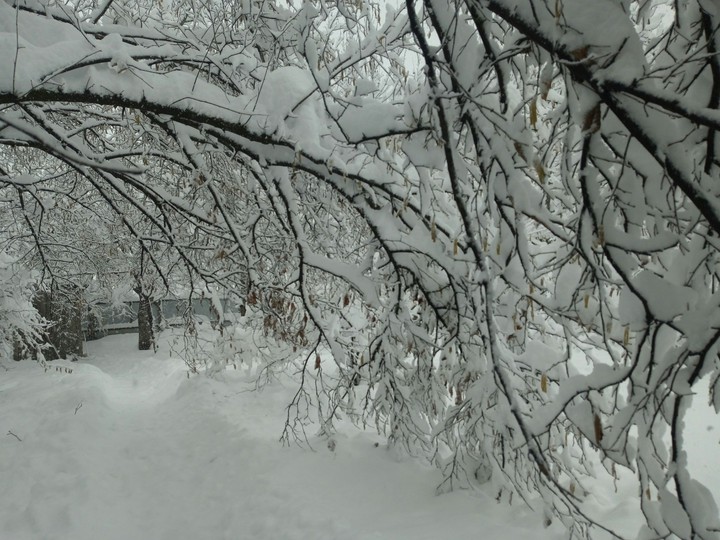 Snow on the tree