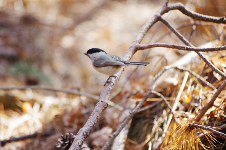 cute bird