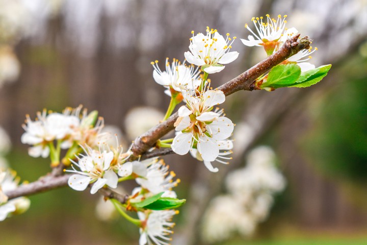 Blossoms 5