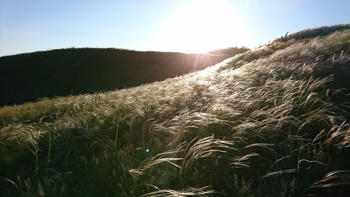 A feather grass grew at the scene of the war.