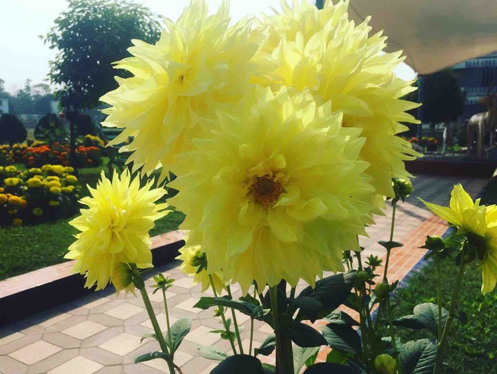 flowers