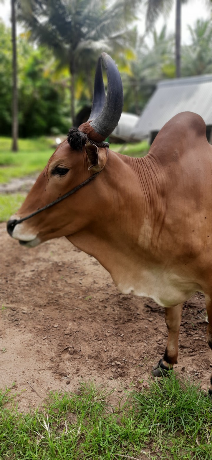 kangayam