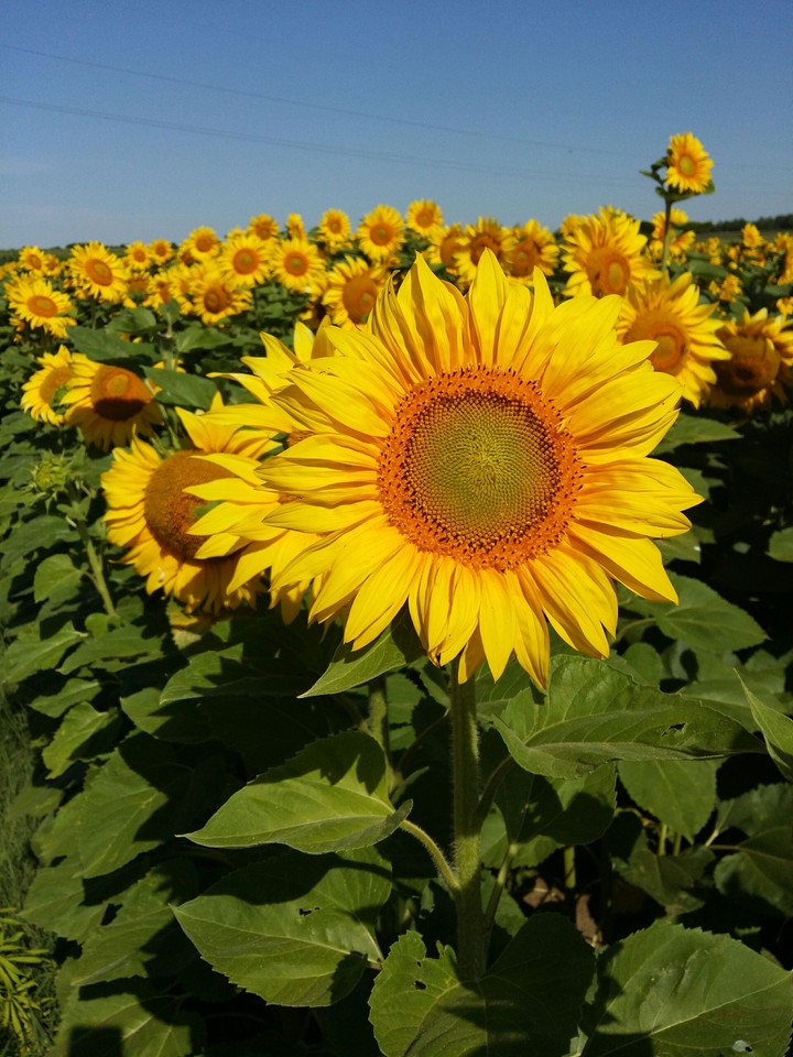 summer flower