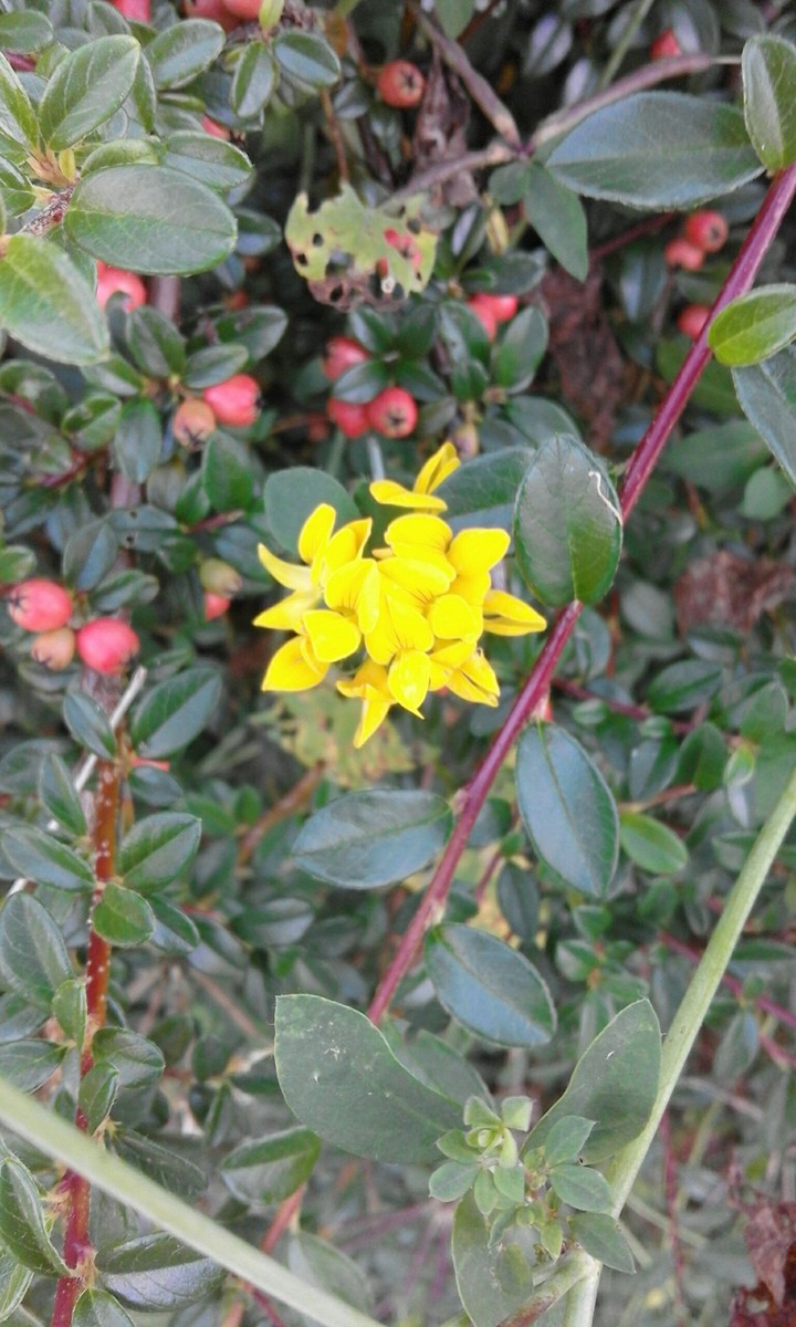 flower flowers