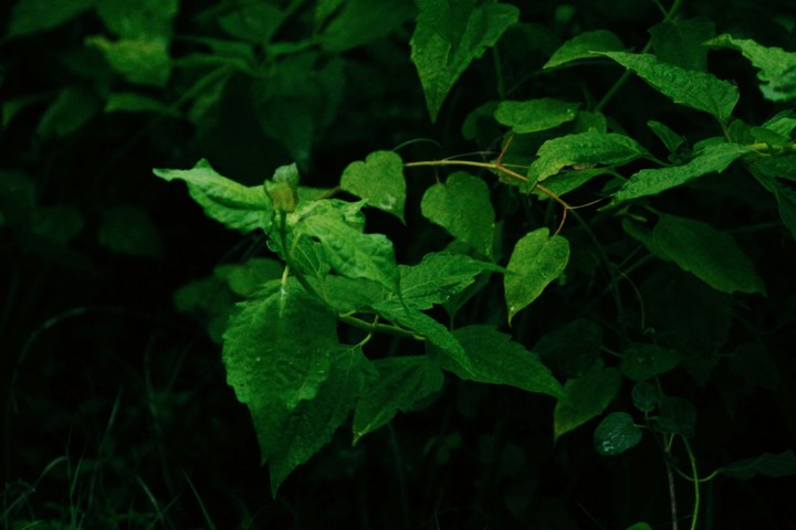 leaves