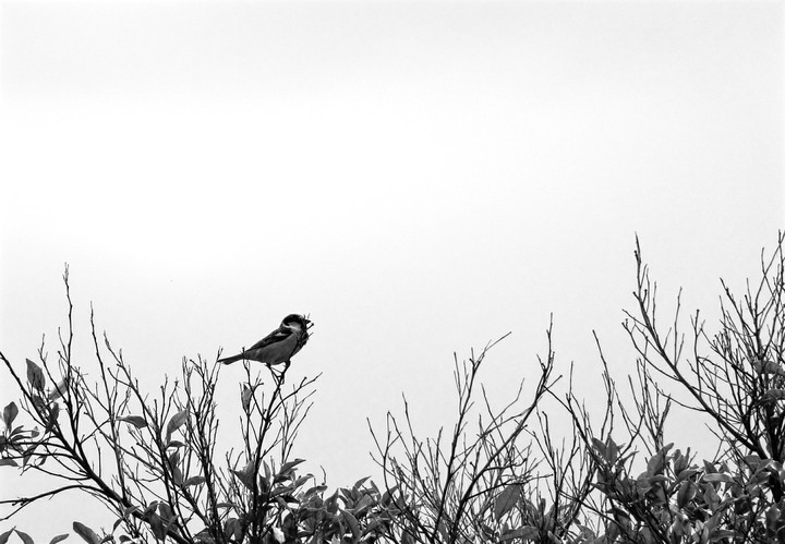 sparrow