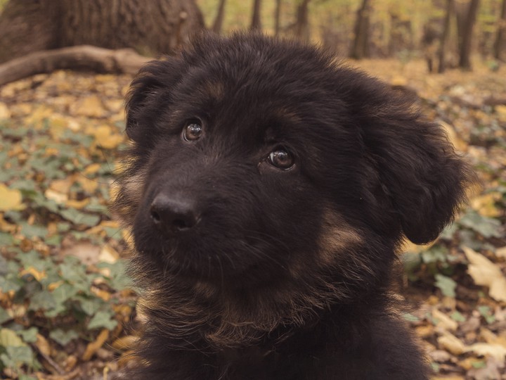 cute dog