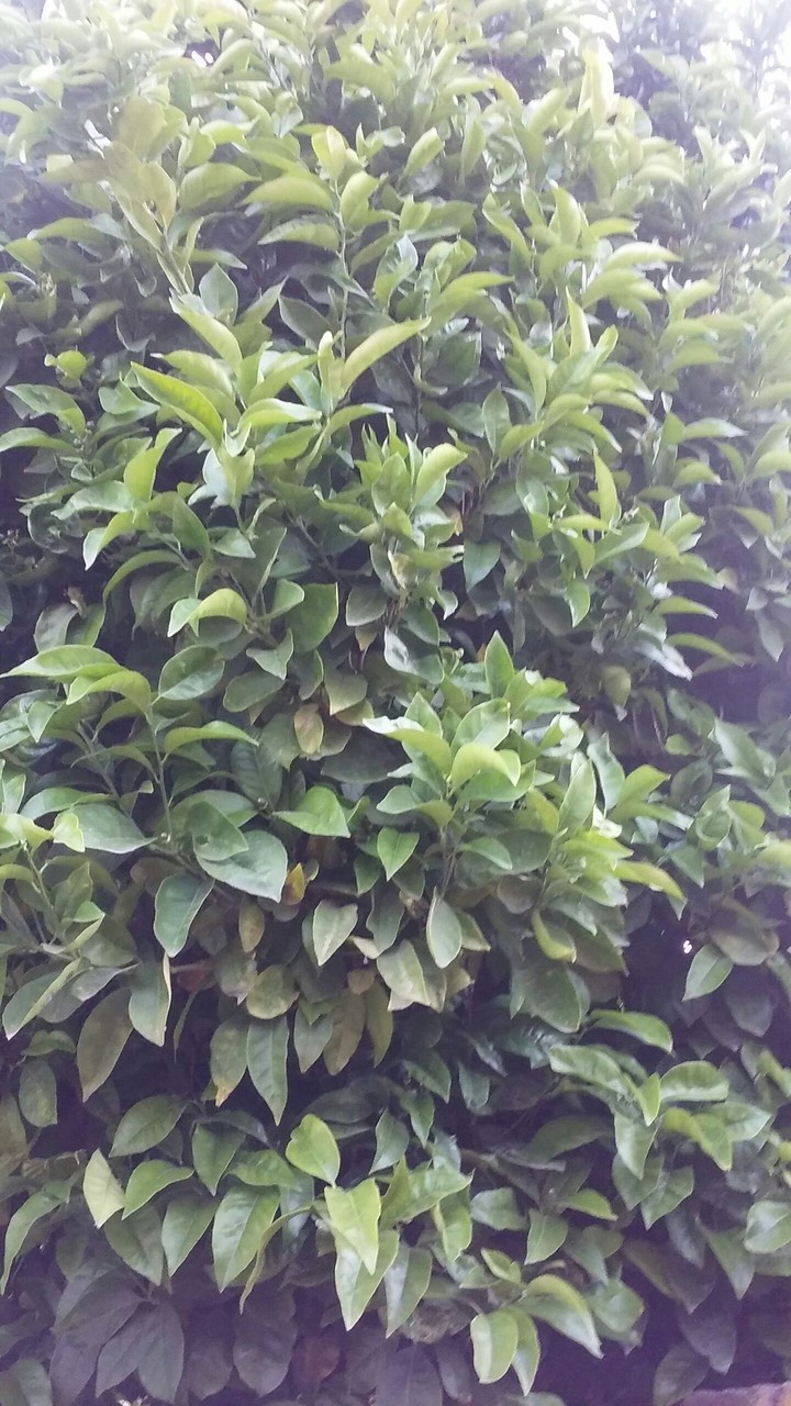 Plant