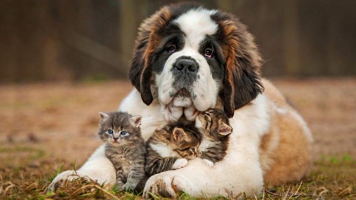 dog. kittens.