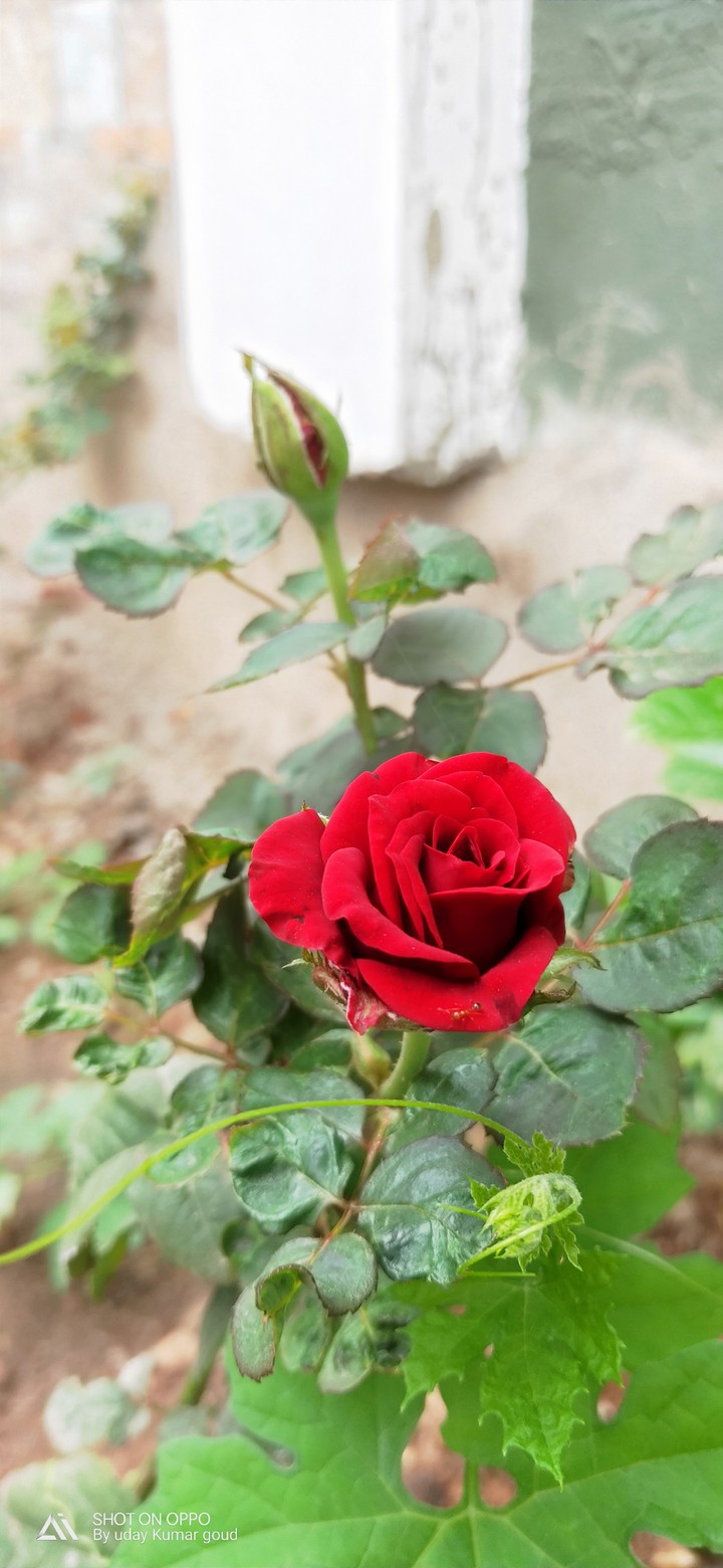 rose