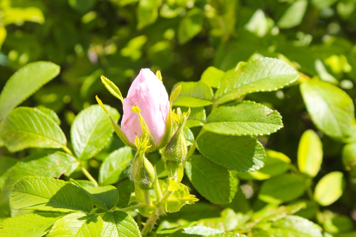 Rosebud