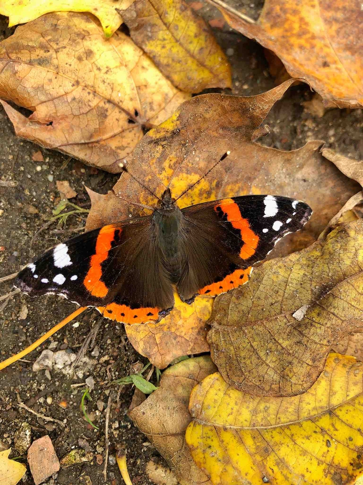 Butterfly